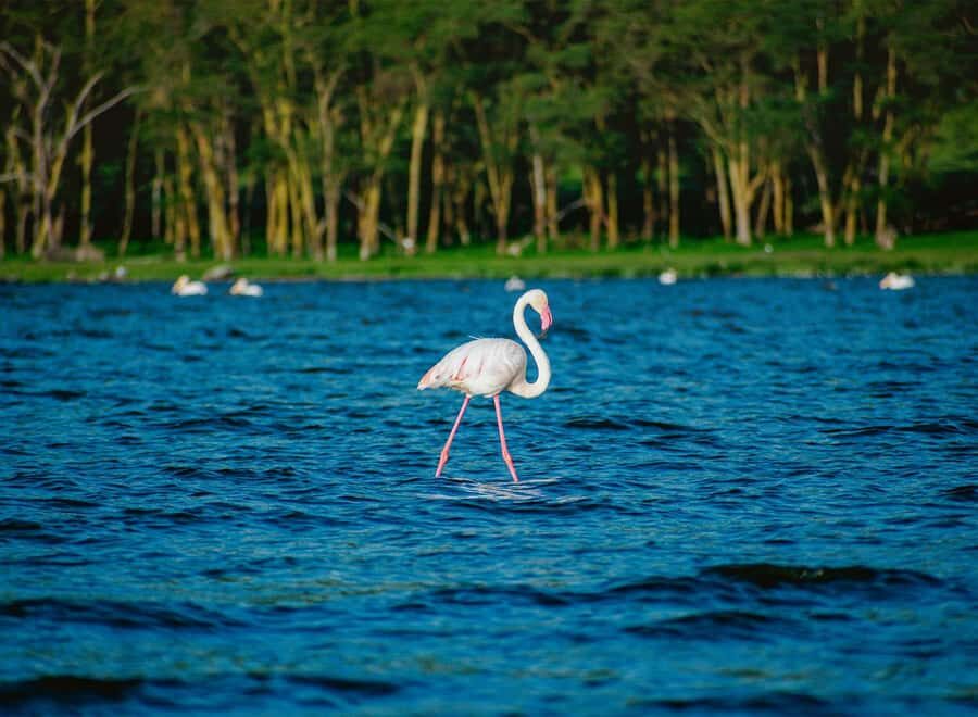 Lake Nakuru National Park: Daytrip in a 4X4 Private Jeep - Morning Start: A 6:00 am Nairobi Pickup That Gets You Into the Good Light