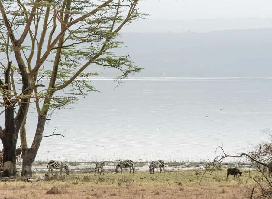 Lake Nakuru National Park: Daytrip in a 4X4 Private Jeep - Great Rift Valley Drive: Scenic Stops Without Eating Your Whole Day