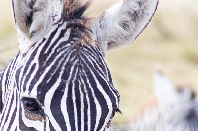 Lake Nakuru National Park daytrip - The quick Rift Valley drop: volcanic scenery between stops