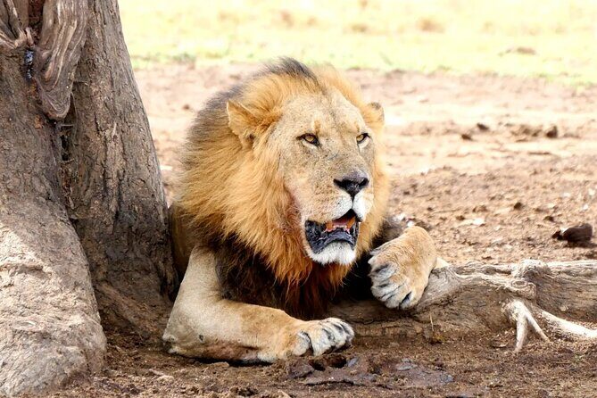 Lake Nakuru NP Half-Day Safari - Key Points You’ll Actually Care About