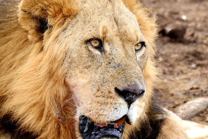 Lake Nakuru NP Half-Day Safari - Morning Flow: How the Stops Add Up to One Focused Safari