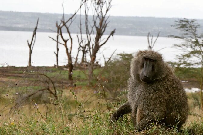Lake Nakuru NP Half-Day Safari - Makalia Falls Campsite: A 10-Meter Drop and a Plunge Pool