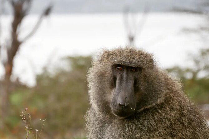 Lake Nakuru NP Half-Day Safari - Price and Logistics for a Group of Up to Six