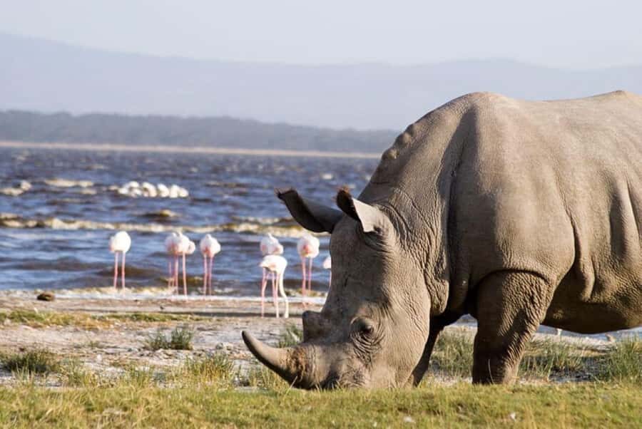 Lakes Nakuru& Naivasha National Park Wildlife Highlights - Key points to know before you go