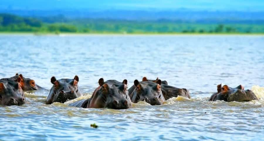 Lakes Nakuru& Naivasha National Park Wildlife Highlights - Rift Valley morning drive: starting at 6:00 AM makes sense