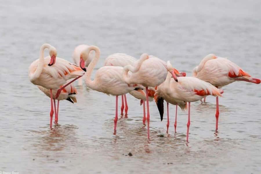 Lakes Nakuru& Naivasha National Park Wildlife Highlights - Best for who: flamingo lovers, wildlife fans, and first-timers
