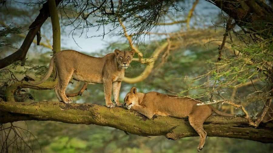Lakes Nakuru& Naivasha National Park Wildlife Highlights - Should you book this Lake Nakuru and Naivasha day?