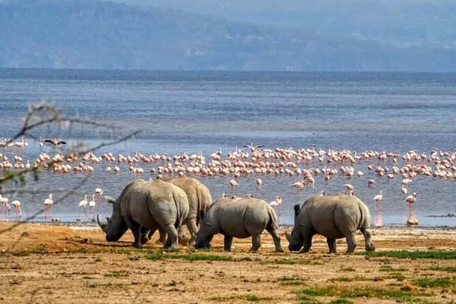 Lakes Nakuru& Naivasha National Park Wildlife Highlights - Lake Nakuru game drive: flamingo flocks and classic safari sightings