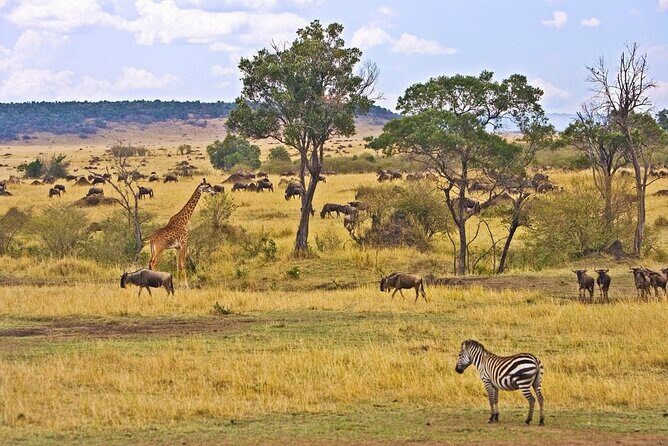 Maasai Mara 3 Day Guided Tour - Day 3: the return to Nairobi with one last game drive chance
