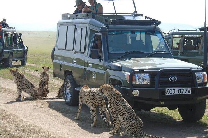 Maasai Mara 3 Day Guided Tour - Big Five odds and migration timing: what to expect