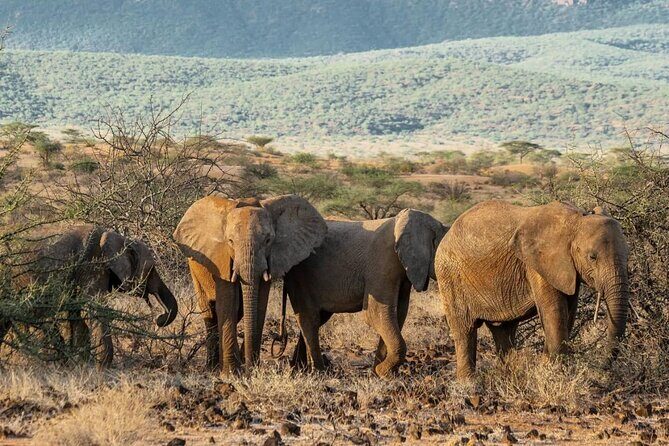 Maasai Mara 3 Day Guided Tour - Practical tips for this safari rhythm (without the guesswork)
