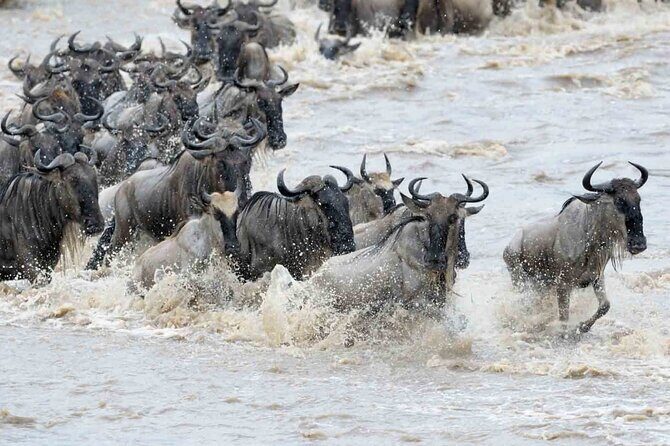 Maasai Mara 3 Day Guided Tour - Day 2 in the Maasai Mara National Reserve: morning and afternoon drives