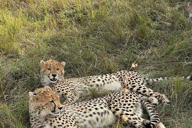 Maasai Mara Day Trip - A 12-hour Maasai Mara day trip that’s built for limited time
