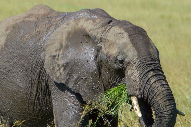 Maasai Mara National Reserve 3-day safari - Key highlights to look for