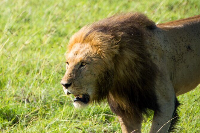 Maasai Mara National Reserve 3-day safari - Nairobi to Maasai Mara: the long drive that sets the tone