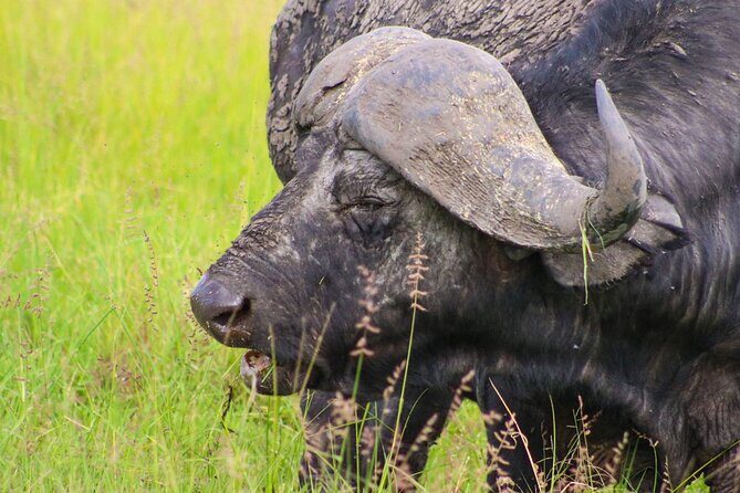 Maasai Mara National Reserve 3-day safari - Stop 3: check-out and the return to Nairobi