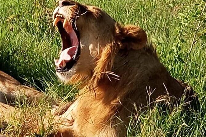 Maasai Mara National Reserve 3-day safari - Guides and timing: why route knowledge matters in Mara country