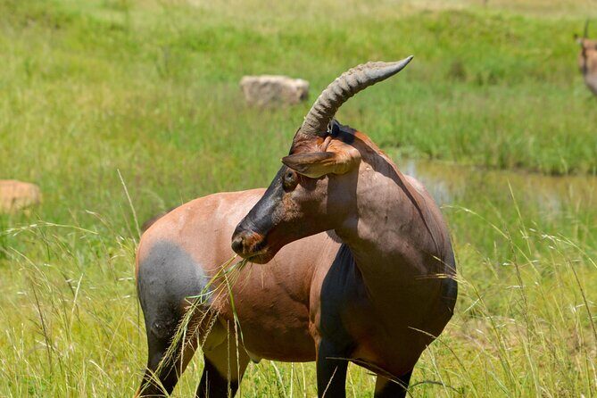 Maasai Mara National Reserve 3-day safari - Who this Maasai Mara safari is best for (and who should think twice)