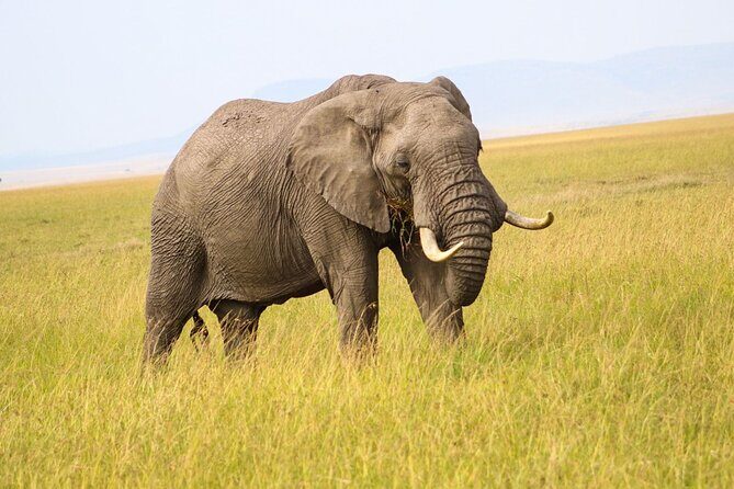 Maasai Mara National Reserve 3-day safari - Stop 2: the full-day game drive block (8 hours)