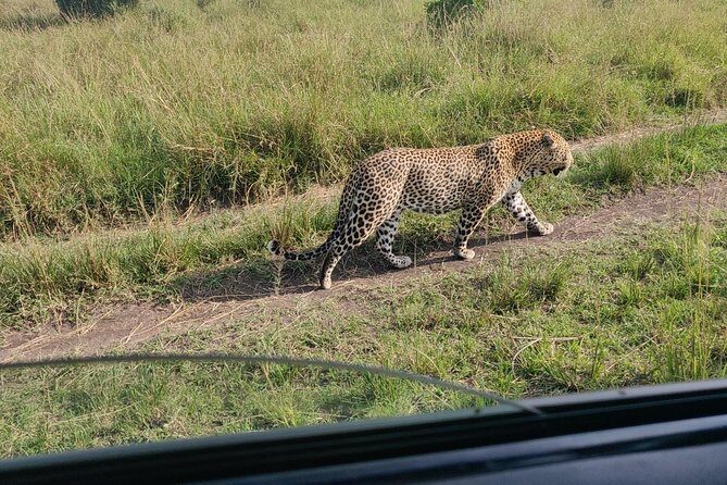 Maasai Mara Safari!! - Day Two Full-Day Game Drive: Predator Search Mode