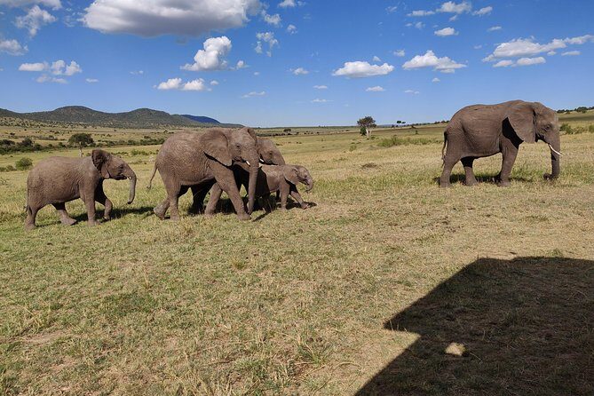 Maasai Mara Safari!! - Afternoon Game Drive at 4:30pm: Catching the Mara in Motion