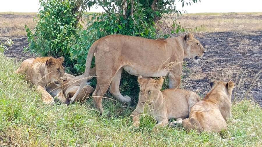 Masai Mara: 3-Day Group Joining Safari by Land Cruiser - Key Things to Know Before You Go