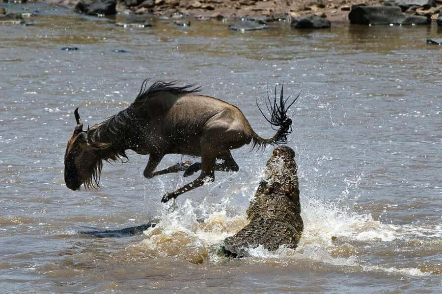 Masai Mara: 3-Day Group Joining Safari by Land Cruiser - Where you sleep: private tent comfort, hot showers, and night-dark reality