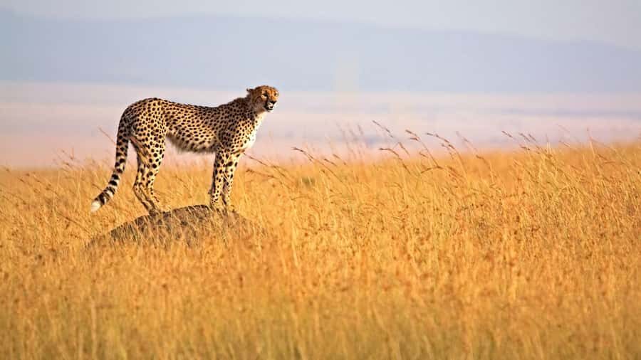 Masai Mara: 3-Day Group Joining Safari by Land Cruiser - Big Five search and the Mara River crossing chase