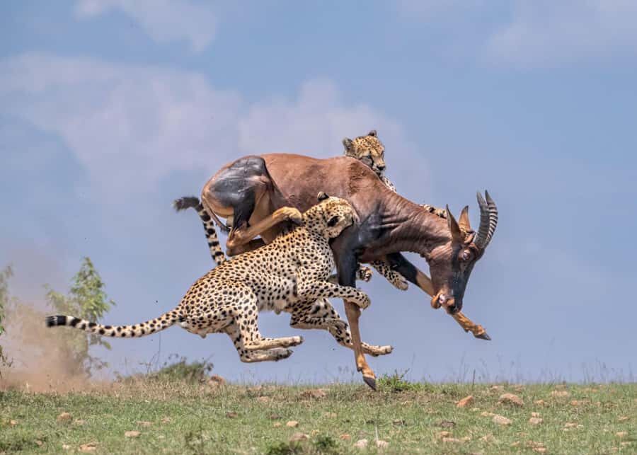 Masai Mara: 3-Day Group Joining Safari by Land Cruiser - Who this safari suits best (and who should rethink the fit)