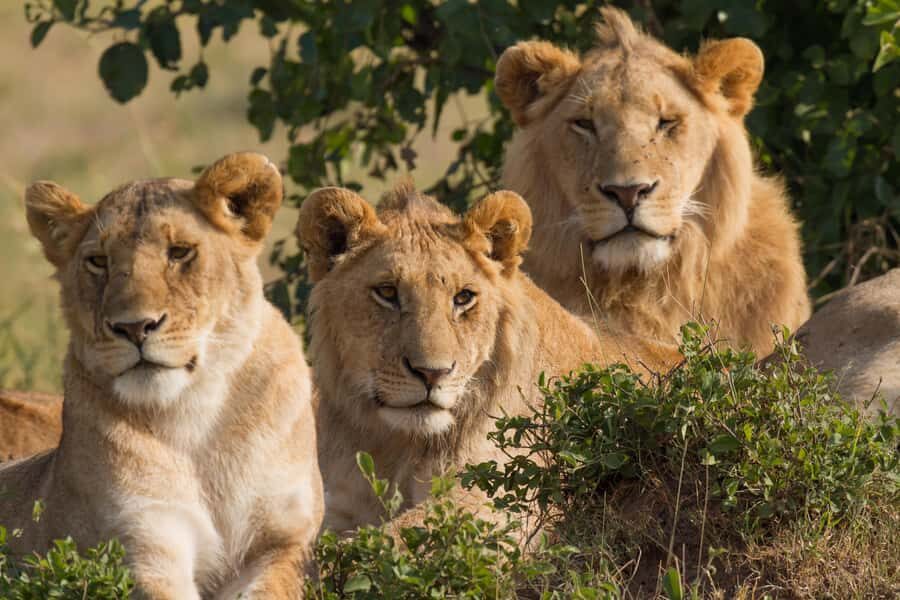 Masai Mara: 3-Day Group Joining Safari by Land Cruiser - Nairobi to the Mara: Rift Valley viewpoints and your first game-drive window