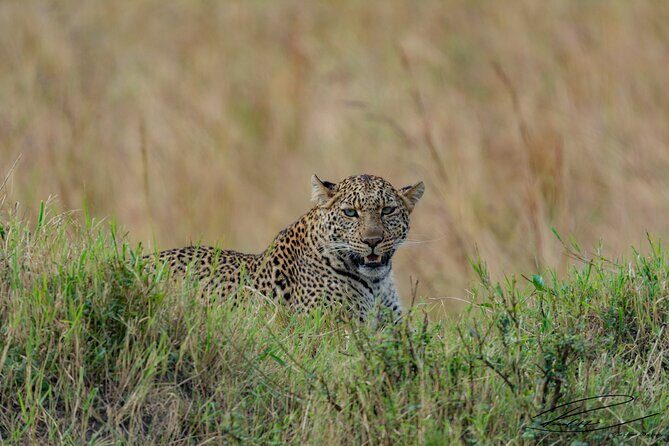 Masai Mara 3Days Safari Adventure - Masai Mara in three days: what you’re really buying