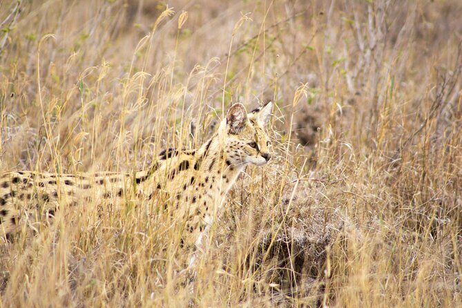 Masai Mara 3Days Safari Adventure - Vehicle, meals, and comfort: where this tour keeps its promise