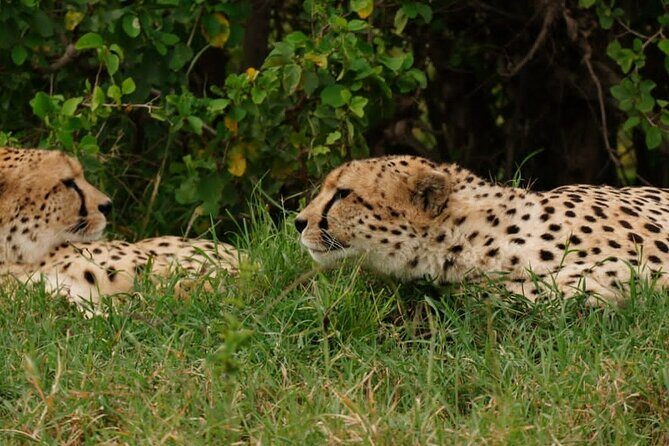 Masai Mara 3Days Safari Adventure - Price and value: what’s included, what’s not, and how to avoid surprises