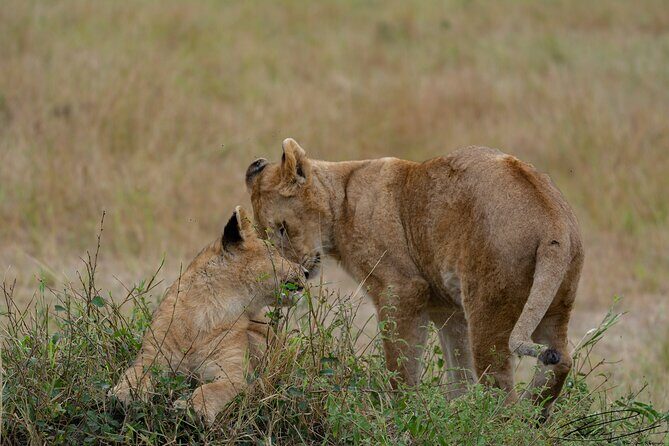 Masai Mara 3Days Safari Adventure - Guides and the quality of spotting: why names matter here