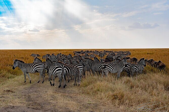 Masai Mara 3Days Safari Adventure - Who this safari fits best (and who might want something longer)