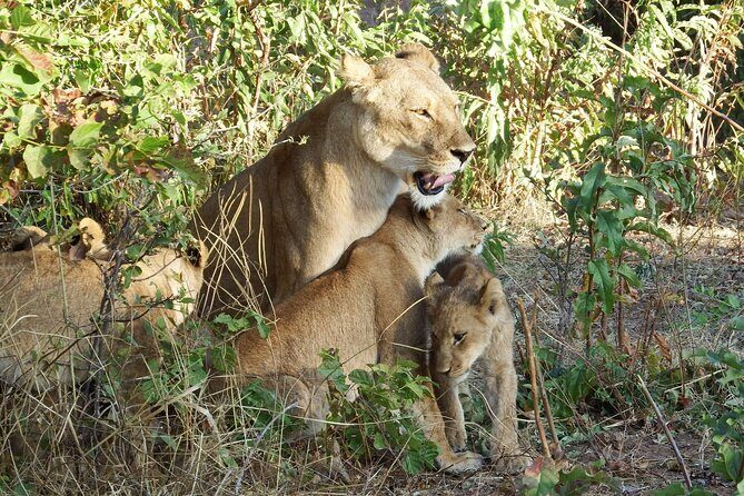 Masai Mara 3Days Safari Adventure - Day 2 full-day drives: Mara River, migration season, and your best odds
