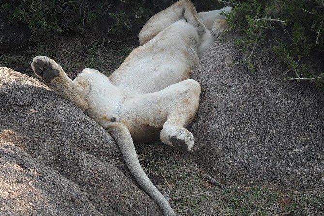 Masai Mara Budget 2 nights tented camp road Safari - Logistics That Affect Your Day: Van Comfort, Pickup, and Timing