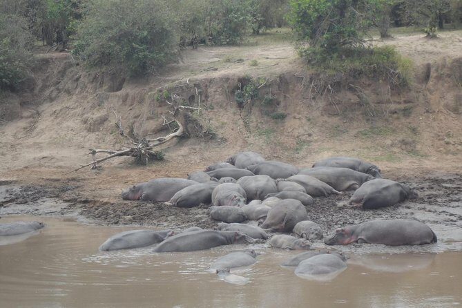 Masai Mara Budget 2 nights tented camp road Safari - Who This Safari Fits Best (and Who Might Want Something Else)