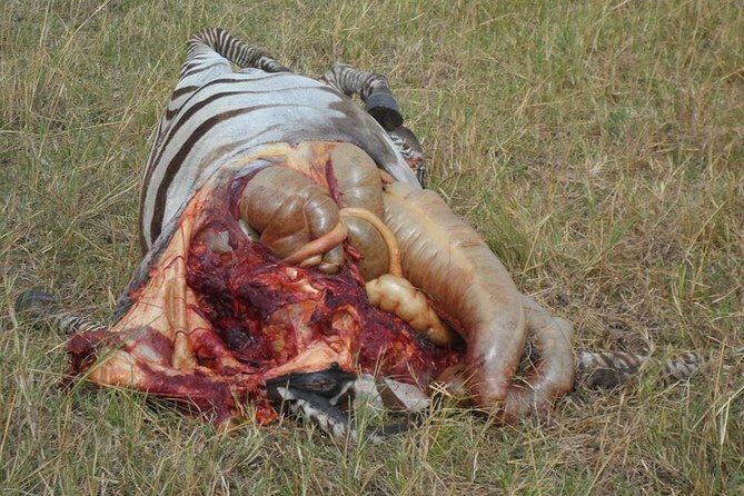 Masai Mara Budget 2 nights tented camp road Safari - Day 1: Arrival, Lunch, Then a Classic Late-Afternoon Game Drive
