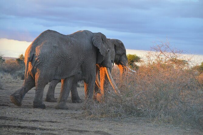 Masai Mara classic safari with optional Masai Village - Pickup, Timing, and the Safari Van: How Your Morning Sets the Tone