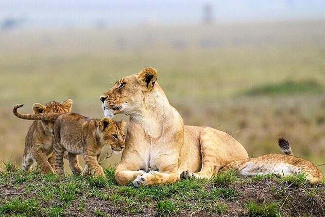 Masai Mara classic safari with optional Masai Village - Day-by-Day Reality: What to Expect Once You Hit Maasai Mara