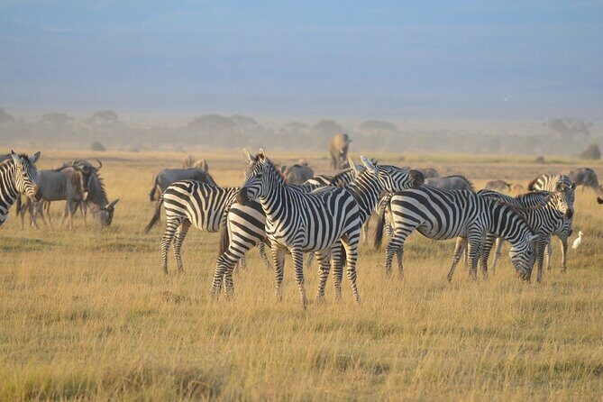 Masai Mara classic safari with optional Masai Village - Wildlife Viewing Odds: Big Cats, Big Five, and the Migration Season