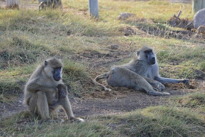 Masai Mara classic safari with optional Masai Village - Where You Sleep: Mara Sopa Lodge (or Equivalent) and Why Location Matters