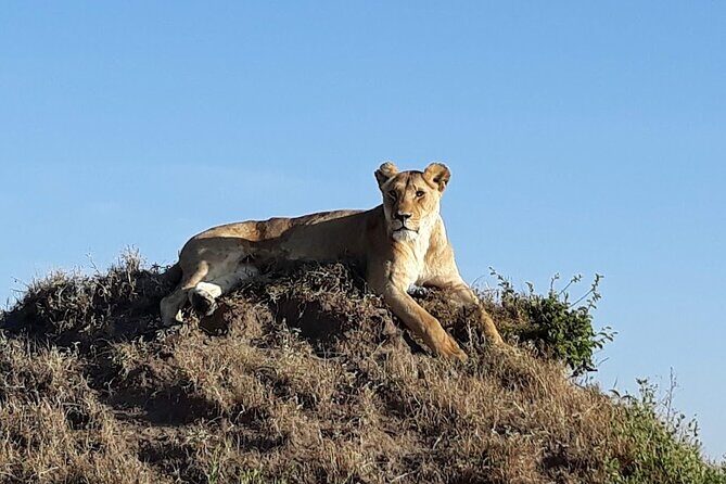 Masai Mara classic safari with optional Masai Village - Hot Air Balloon: The One Splurge That Can Change How You Remember the Mara