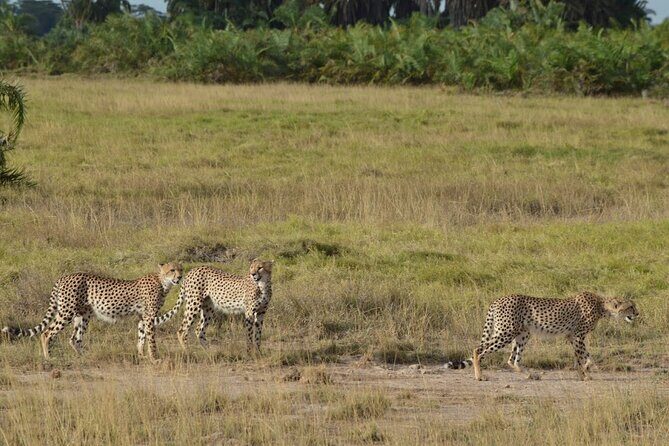Masai Mara classic safari with optional Masai Village - Price and Value: What $2,500 Buys You (and Why That’s Not Just a Number)