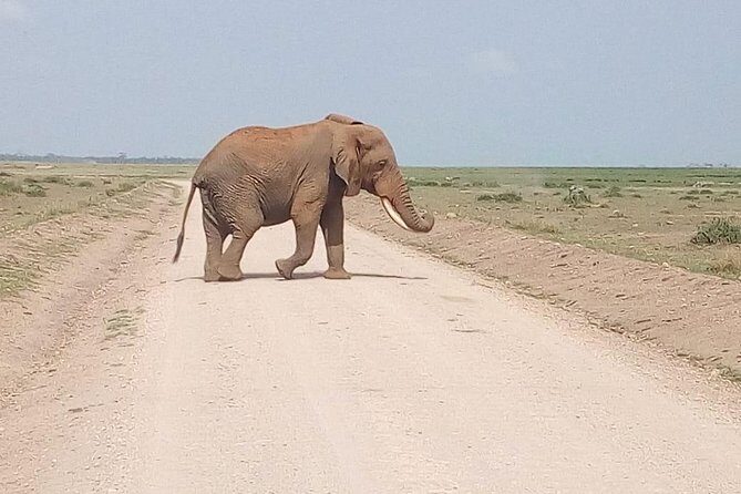 Masai Mara Full Day Tour from Nairobi, Naivasha or Nakuru - The Drive: Rift Valley Views and Maasai Land En Route