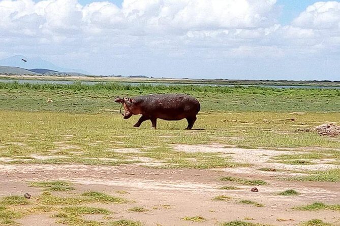 Masai Mara Full Day Tour from Nairobi, Naivasha or Nakuru - Cost, Timing, and Booking: What $380 Buys You