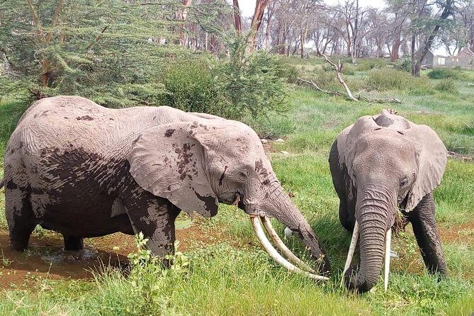 Masai Mara Full Day Tour from Nairobi, Naivasha or Nakuru - Entering Masai Mara: The Moment Game Drives Start
