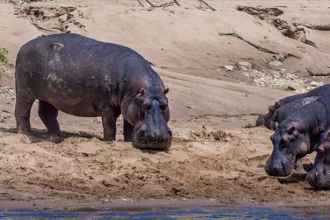 Masai Mara Game Drive - Entering Masai Mara National Reserve: where the sightings come from