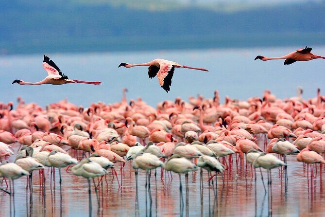 Masai Mara Game Drive - Comfort and meals: full board from lunch to breakfast
